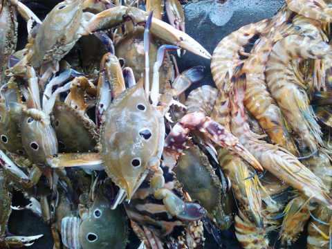 Seafood