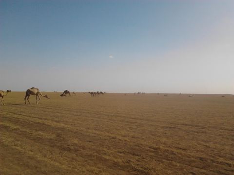 camels desert