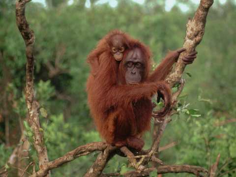 Bornean orang-utan (Pongo pygmaeus); Tanjung Puting National Park, South Kalimantan (K. Selatan), Kalimantan (Indonesian Borneo), Indonesia