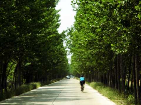 Tree lined country roads