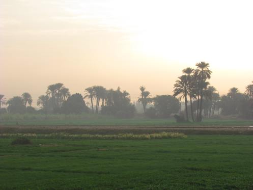 Green fields of the Nile