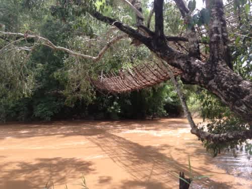 Bamboo bridge