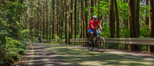 Forest Bathing On The Journey To The East Cycling Tour