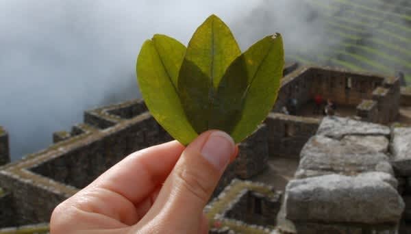 coca-leaves-600x342