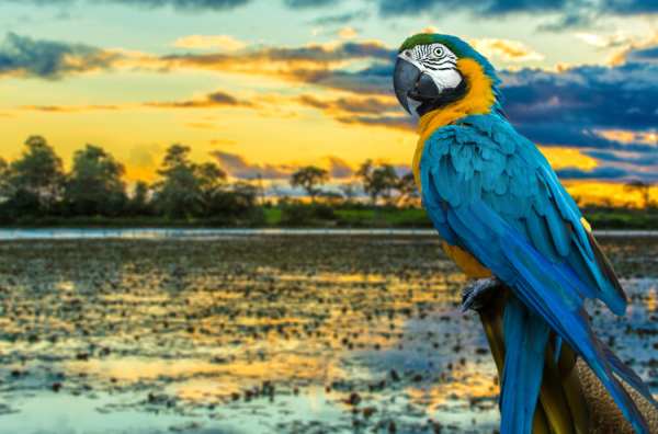 Blue and Yellow Macaw on the nature