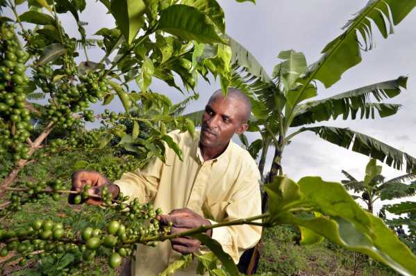 NP_Rwanda_Coffee5_(6283319637)