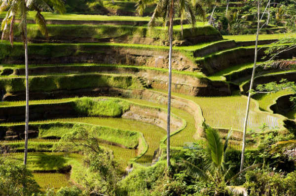 rice-paddies,-Bali