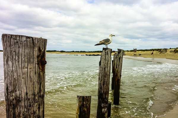 Seagull on post at New Jersey Shore.