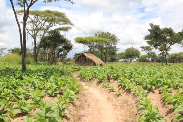 Tobacco farm