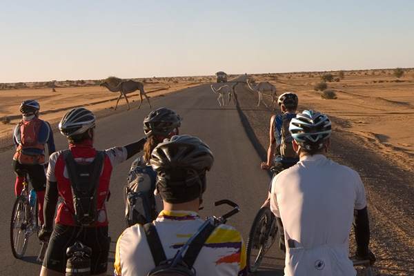 Camel Crossing