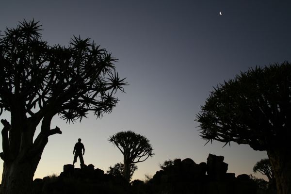 Namibian quiver trees