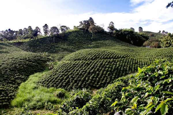 Cafetales,_en_Colombia