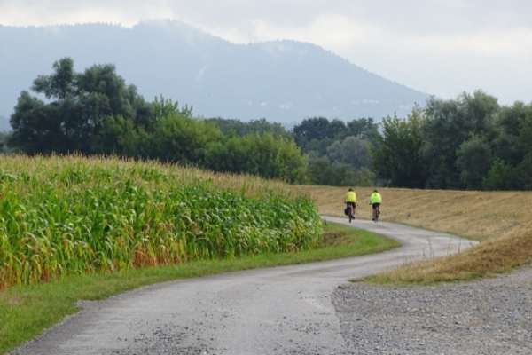 Along the cornfield