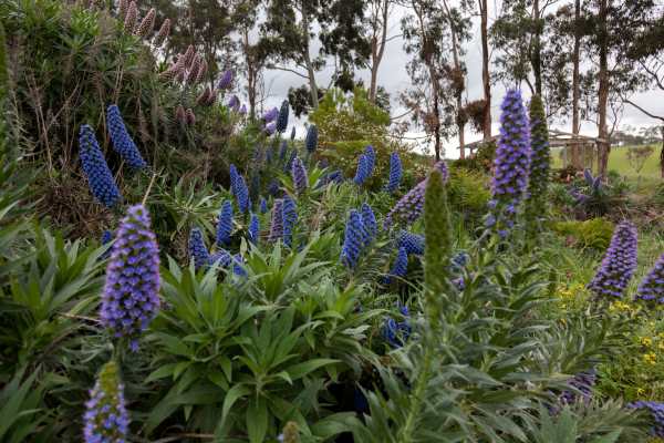 05_Flowers_in_Bloom