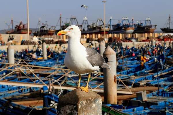 The Pirate Haven Of Essaouira