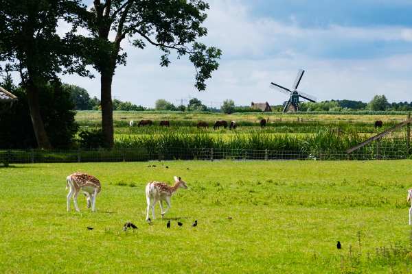 Iconic Dutch Windmills: Their Many Uses & How They Work