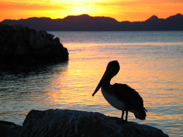 MM - Baja - Pelican at Sunrise - Small