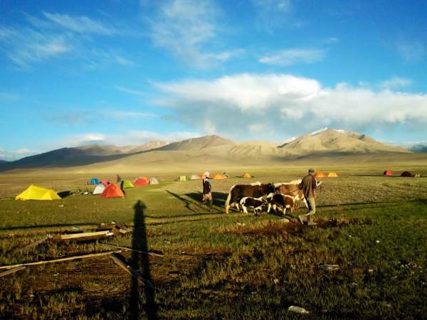Yaks and tents
