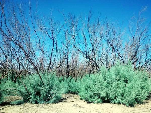 desert flora