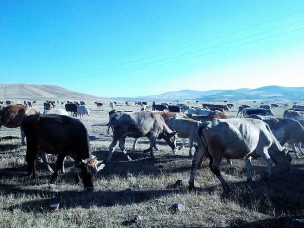 Lunch being swarmed by cattle