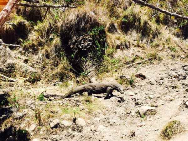 Baby Komodo