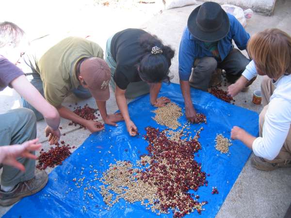 Coffee_beans_being_sorted_and_pulped