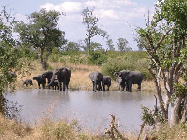 Elephant Highway