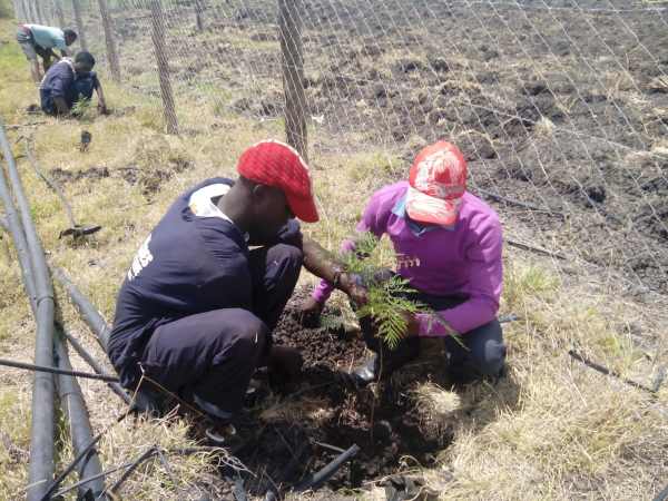 Tree Planting OngoingII