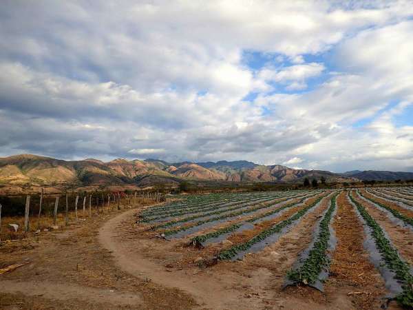 Growth, even in the desert
