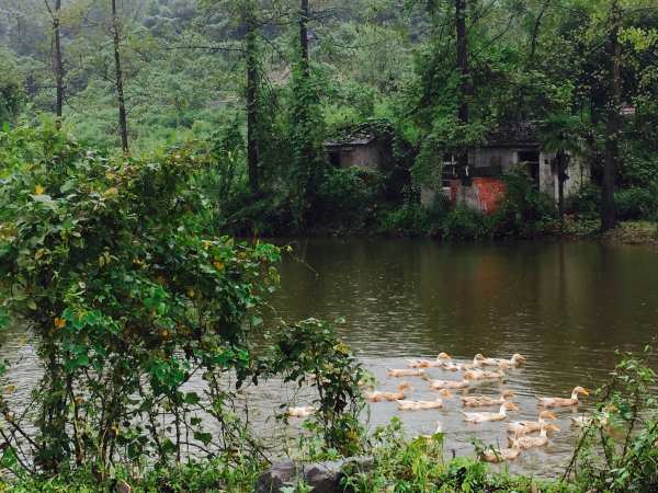 Ducks in water