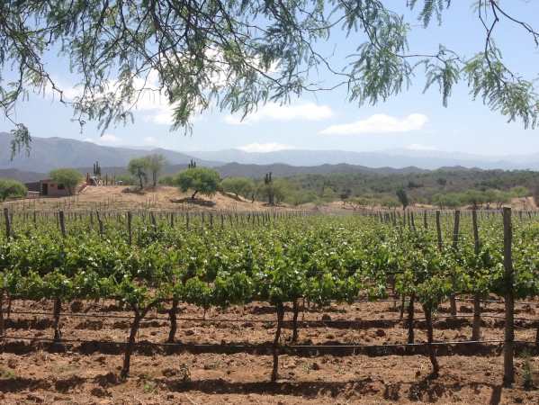 Wine country in Cafayate