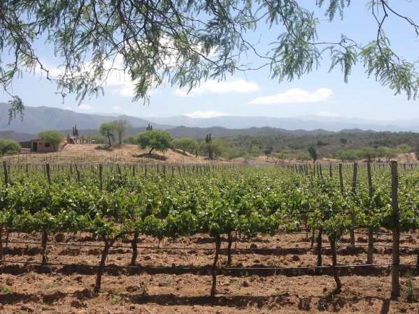 Wine country in Cafayate