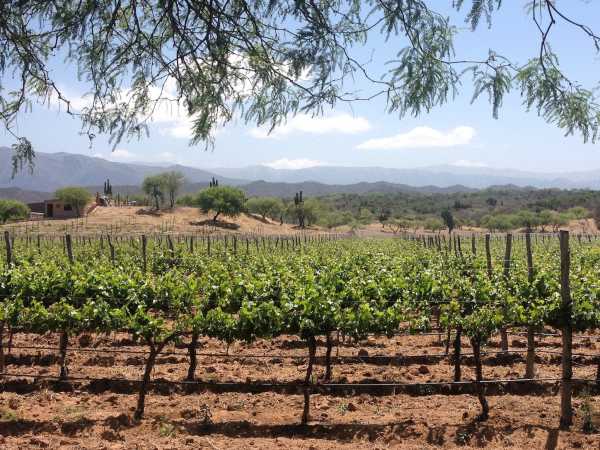 Vineyard outside of Cafayate