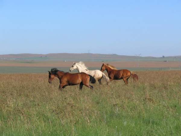 horses-1360427-640x480