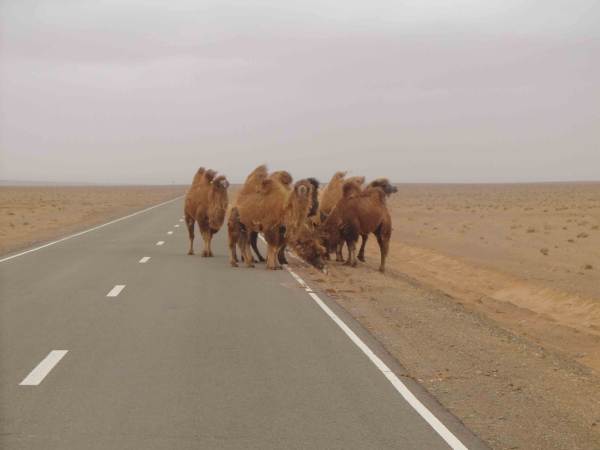A difficult to miss wildlife sighting in Mongolia