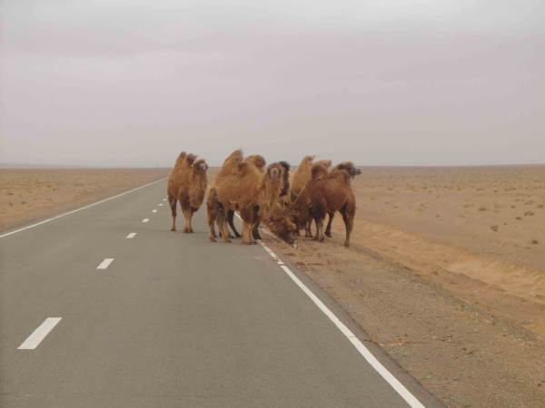 A difficult to miss wildlife sighting in Mongolia