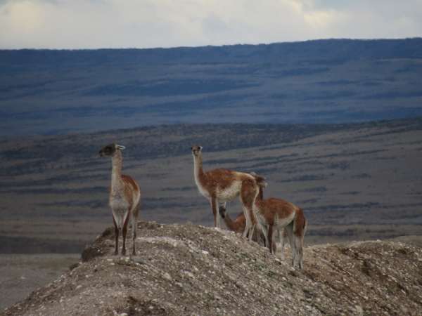 guanacos