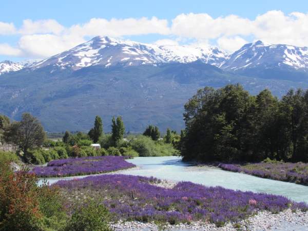 turquoise river and purple lupines