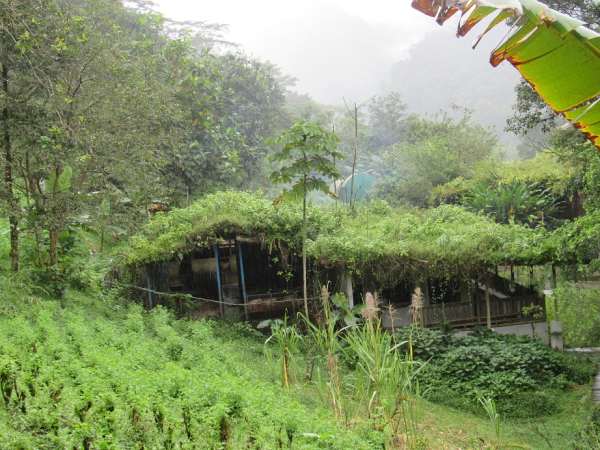 living roof