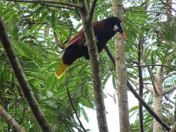 montezuma oropendola