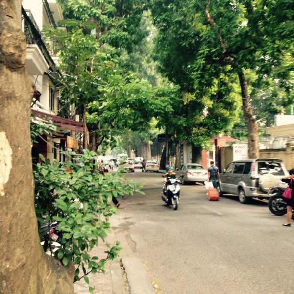 Street trees in Hanoi