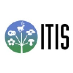 ITIS favicon