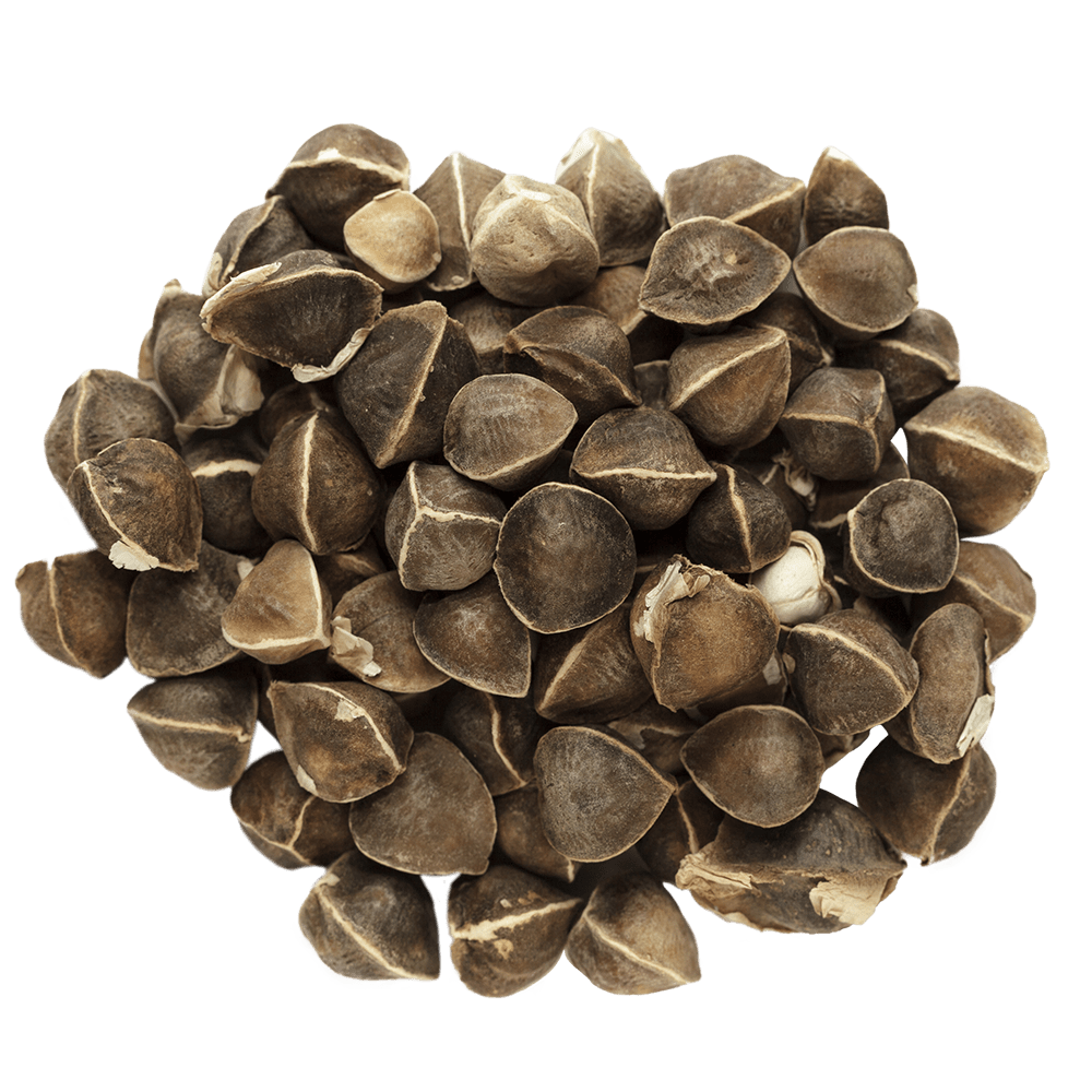 Pile of moringa seeds