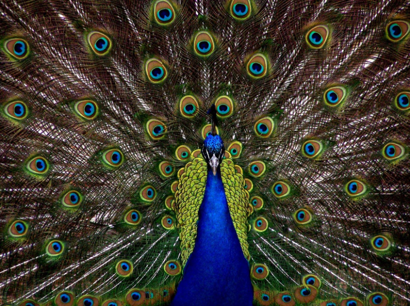 A shot of a peacock with colorful feathers on full display.