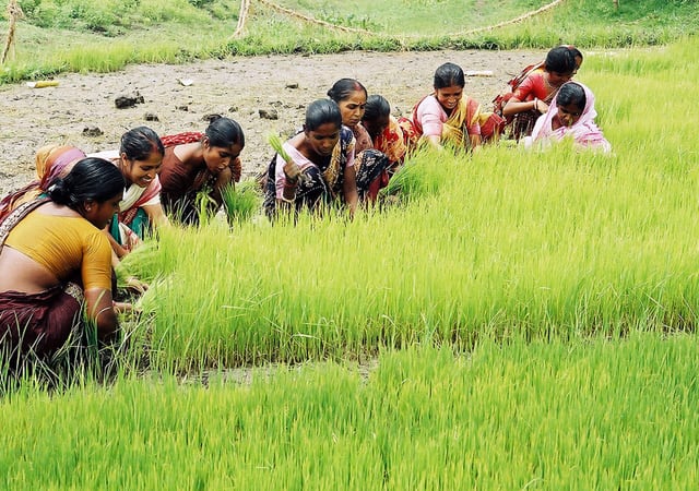 How Empowering Women Leads To Innovative Agricultural Practices Devex