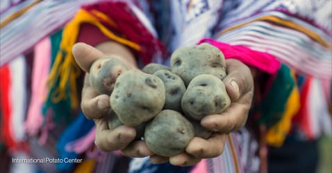 Hot potato: How a new blight-resistant variety is boosting food security