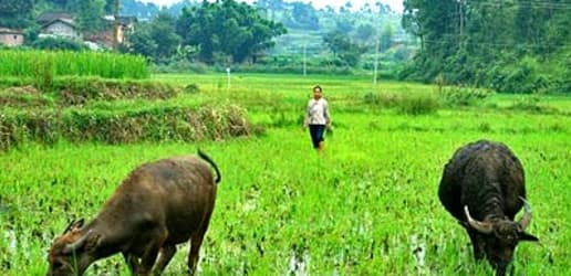 Another dragon awakes: NGOs in China