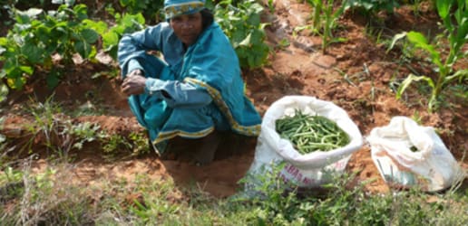 Peace, land and the development challenge