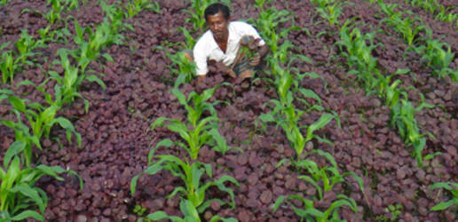 How media can boost agricultural development in Bangladesh