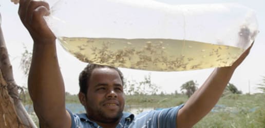 How fish can feed Africa